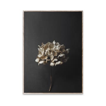 Still Life 04 Hydrangea plakat - 30x40 cm - Paper Collective
